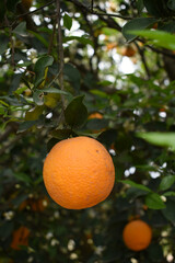 ripe oranges on tree, close-up of a beautiful orange tree with orange, fruit hanging on a tree, Close-up of ripe oranges hanging on a tree in an orange plantation garden, Chakwal, Punjab, Pakistan
