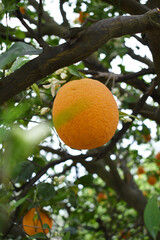 ripe oranges on tree, close-up of a beautiful orange tree with orange, fruit hanging on a tree,...