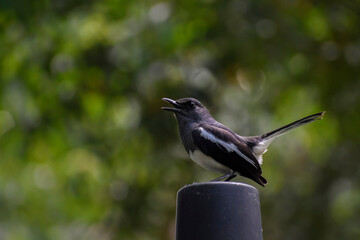 A female oriental magpie-robin singing on top of a lamp post in the western part of Singapore.
