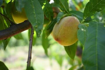Fresh young unripe Peach fruits on a tree branch with leaves closeup, A bunch of unripe Peaches on...