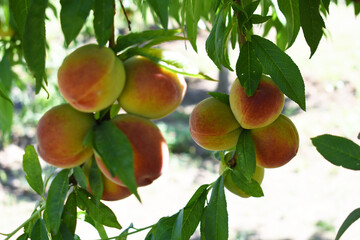 Fresh young unripe Peach fruits on a tree branch with leaves closeup, A bunch of unripe Peaches on...