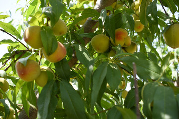 Fresh young unripe Peach fruits on a tree branch with leaves closeup, A bunch of unripe Peaches on a branch, beautiful delicious fruit peaches on the tree, peach fruits grow on a peach tree branch