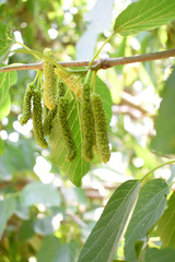 Fresh and organic mulberry fruits. Mulberry tree with ripe fruits in summer, Long mulberry on tree, Organic Delicious Long Mulberries in the garden closeup, Chakwal, Punjab, Pakistan