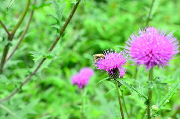 Mt.Hokyo is a 461-meter-high mountain located in the northeastern part of Tsukuba City, Ibaraki JAPAN. To the east, you can see Kasumigaura, which is the second largest in Japan, and the Pacific Ocean