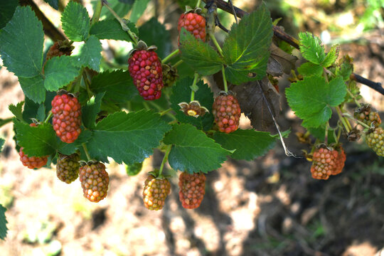 Natural food - fresh unripe blackberries in a garden. Bunch of unripe blackberry fruit, Rubus fruticosus - on branch with green leaves on a farm. Closeup, blurred background. Chakwal, Punjab, Pakistan