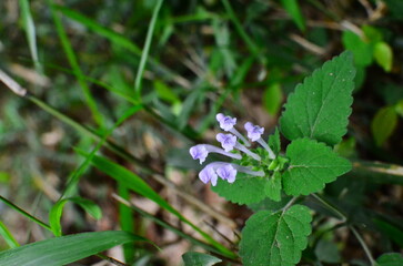 Mt.Hokyo is a 461-meter-high mountain located in the northeastern part of Tsukuba City, Ibaraki JAPAN. To the east, you can see Kasumigaura, which is the second largest in Japan, and the Pacific Ocean