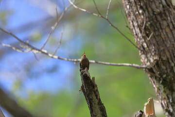 Winter Wren singing loudly at the top of a dead tree,one of the smallest bird in Japan