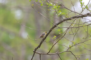 Japanese Yellow Bunting stopping on a branch