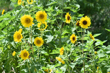 Closeup of a sunflower growing in a field of sunflowers during a nice sunny summer day, Sunflower natural background. flower blooming, Beautiful field of blooming sunflowers, Chakwal, Punjab, Pakistan