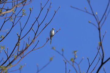 Ashy Minivet stopping on a branch