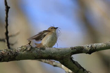 Narcissus Flycatcher stopping on a branch