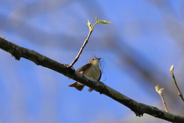 Narcissus Flycatcher stopping on a branch
