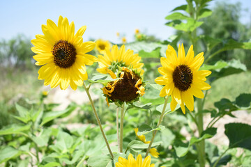 Closeup of a sunflower growing in a field of sunflowers during a nice sunny summer day, Sunflower natural background. flower blooming, Beautiful field of blooming sunflowers, Chakwal, Punjab, Pakistan