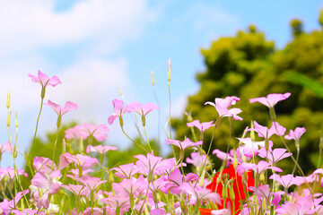 Fototapeta premium 初夏の花咲く風景