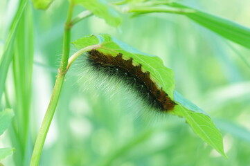 ヒトリガの幼虫 (クマケムシ)