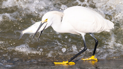 Snowy Egret