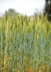 Green wheat field close up image, Green Wheat whistle, Wheat bran fields, agriculture, wheat field Pakistan, closeup of green cereal field