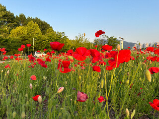 만개한 양귀비꽃