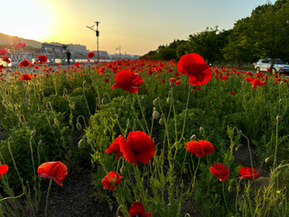 Obraz premium 노을진 양귀비꽃밭