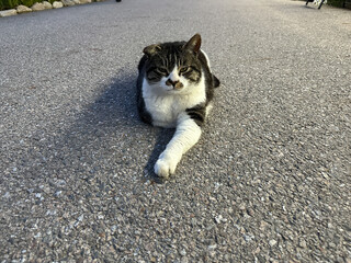 귀여운 고양이