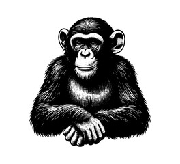 Common Chimpanzee hand drawn vintage vector illustration