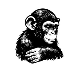 Common Chimpanzee hand drawn vintage vector illustration