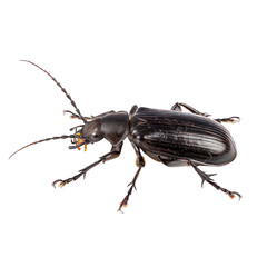 side view of Ground Beetle  transparent isolated on white PNG
