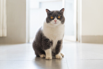 British shorthair cat sitting on the floor