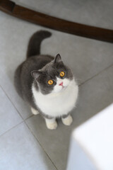 British shorthair cat sitting on the floor looking upwards