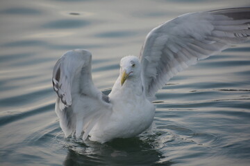 A seagull glides through a marina in Virginia Beach, Virginia, USA waiting for fish scraps from returning fishermen.