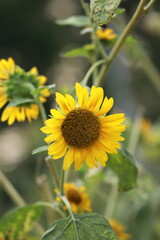 Field of blooming yellow sunflowers
