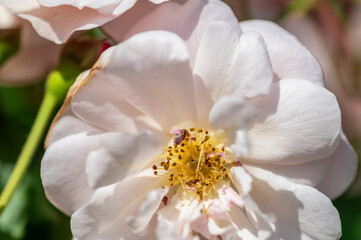 Obraz premium 岐阜市畜産センターバラ園の淡いピンクのバラ