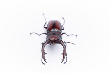 白背景の一匹のノコギリクワガタのオス　正面