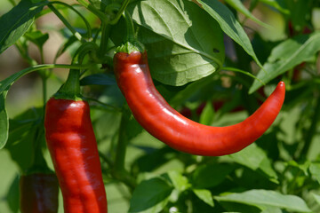 万願寺とうがらし