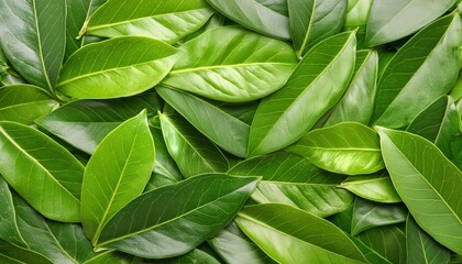 Obraz premium Green Leaves Background Nature Texture