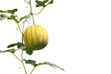Close-up view of yellow watermelon fruit growing isolated on transparent background png file.