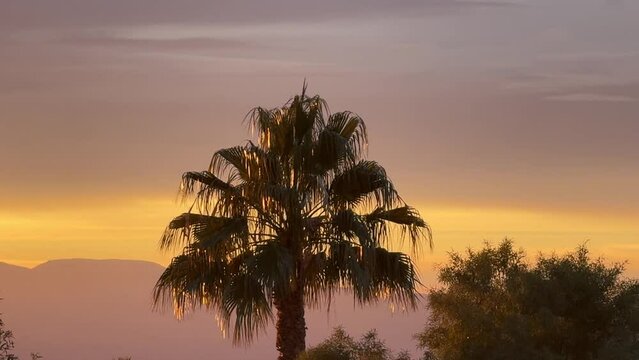 Beautiful , Vibrant Sunrise, with Palm Tree , Birds and Background Mountains . B- Roll , Birds Flying 