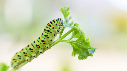 パセリの葉を食べる一匹のアゲハ蝶（キアゲハ）の幼虫