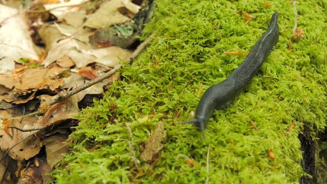 A large black slug Arion ater crawls on a tree covered with green moss. Also known as Black Arion