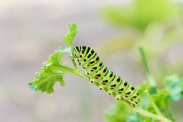パセリの葉を食べる一匹のアゲハ蝶（キアゲハ）の幼虫