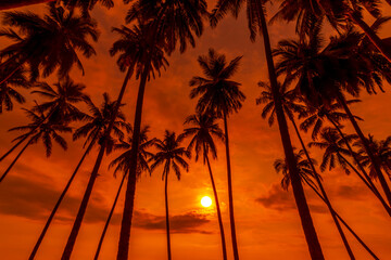 Silhouette of coconut trees against orange sunset sky