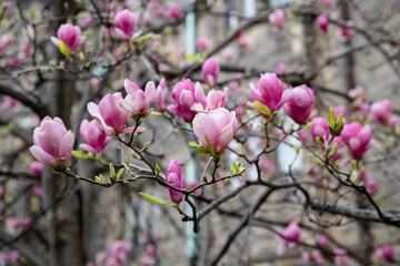 Beautiful magnolia tree blossoms in springtime, selective focus. Toronto, Canada.
