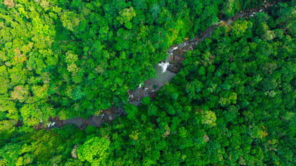 Aerial view of mixed forest, deciduous trees, greenery and waterfalls flowing through the forest. The rich natural ecosystem of rainforest concept is all about conservation and natural reforestation