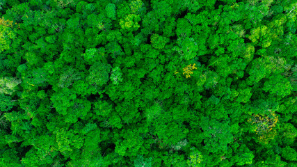 Obraz premium aerial view of dark green forest Abundant natural ecosystems of rainforest. Concept of nature forest preservation and reforestation