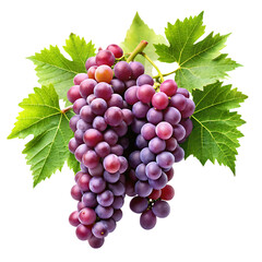 Fototapeta premium grapevines transparent background