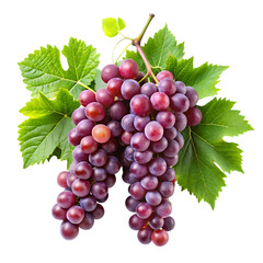 Fototapeta premium grapevines transparent background