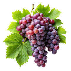Fototapeta premium grapevines transparent background