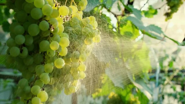 Spraying Chemicals Pesticides on green grapes in outdoor vineyards. Concept of healthy eating homegrown greenery fruits. Seasonal countryside cottage core life. Winemaker Farm produce