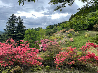 つつじが咲く丘