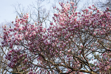 Magnolia flowers blooming on a branch in the springtime. High Park, Toronto.